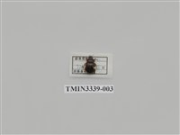 藏品(雙條甘蔗金龜)的圖片